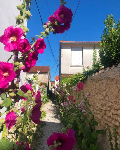 Pink hollyhocks growing up a narrow lane in the old town